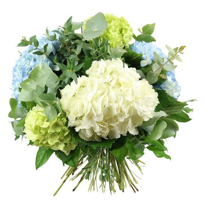 A beautifully balanced hydrangea bouquet is captured in front of a spotless white background, giving it a clean, modern look while allowing each bloom to stand out. The centre of the design features a generous, creamy white hydrangea, its many tiny florets compacted into a plush, dome-like form that calls to mind soft clouds over the open spaces of Stanmore Country Park. Surrounding this core are voluminous heads of pastel sky blue hydrangeas, their petals layered in delicate, ruffled waves, shifting subtly in tone from pale, misty blue to slightly deeper hues. Threaded between them, clusters of lime and fresh green hydrangeas add a crisp burst of colour, suggesting the first tender leaves of spring along local garden borders and hedgerows near The Broadway and Uxbridge Road. Embracing the flowers is an abundant mix of foliage: rounded, silvery eucalyptus leaves spread out with relaxed curves, their muted tone complementing the cool palette of the blooms, while darker, glossier green leaves with more defined shapes slip in around the hydrangeas, providing shadow, contrast, and a sense of fullness. The long stems are visible and neatly bound at the base, evidence of a carefully executed hand-tied technique that keeps the bouquet symmetrical and ready for a vase on a Stanmore dining table or hallway console. Soft, even light grazes the surface of the petals, revealing faint veining and subtle transitions in colour, while casting gentle, layered shadows that reveal the bouquet's depth. The overall effect is serene and sophisticated, ideal for marking special occasions, bringing comfort, or simply freshening a room with cool, calming colour.