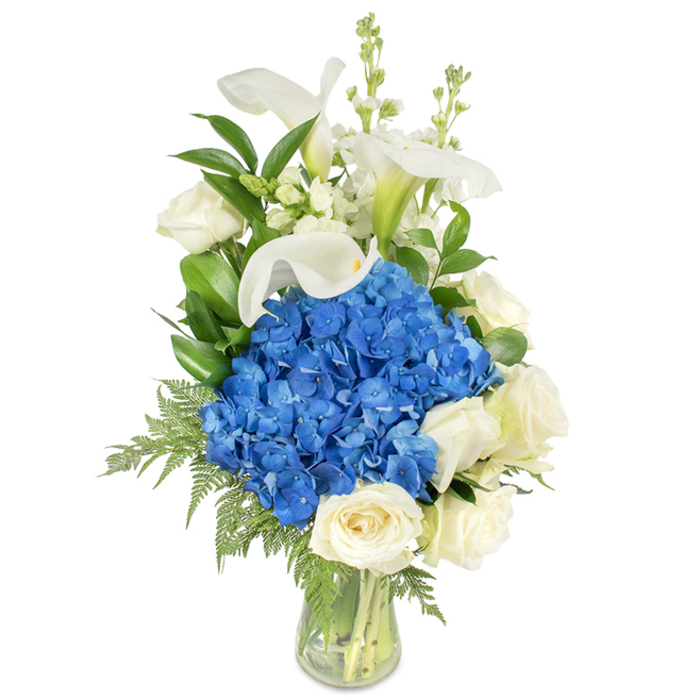 Presented against a spotless white backdrop, this tall arrangement feels like a studied pause: a lush sphere of vivid blue hydrangeas sits squarely at the centre, its mass of saturated petals offering a cool, almost watery depth. Surrounding the lower and outward edges are creamy white roses, fully matured and soft to the eye, their multi-layered petals producing a comforting, familiar texture. Above the central cluster, several pristine white calla lilies lift the composition, their trumpet-like blooms introducing refined verticality and a sleek, tactile contrast to the roundness below. Slender stems of white snapdragons or stock emerge through the upper zones, adding delicate spikes that enliven the silhouette without disrupting the overall serenity. Interwoven greenery-broad, shiny dark-green leaves and filigree-like fern fronds-frames the flowers and gently spills over the vase lip, creating a natural, garden-harvested feel. The transparent glass vase shows carefully trimmed stems and clear water, a quiet indicator of freshness and good technique. The lighting is soft and even, highlighting petal edges and the subtle translucence of the calla spathes, while the blue and white palette conveys calm dignity. This composition reads as suitable for sympathy or remembrance, a thoughtful anniversary or birthday, or as a tasteful centrepiece at an intimate reception. Crafted with local sensibility for Stanmore homes and events, it captures the gentle formality often requested by clients attending services near Bentley Priory or sending flowers to neighbours around Stanmore Station.