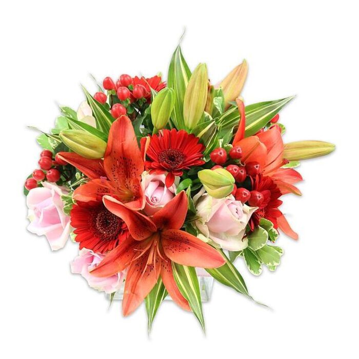Placed against a pristine white background for clarity, this lushly packed bouquet offers a clear study in contrast and harmony. The arrangement is anchored by large, open Asiatic lilies in a fiery orange-red, some petals showing delicate speckling and the dark tips of their stamens, while other buds promise further unfolding. Interspersed with those statement lilies are vivid crimson Gerbera daisies, their many narrow petals fanning out from darker central disks and providing a bold, graphic texture. Gentle blush pink roses nestle among the larger blooms - a mix of newly opening buds and softer, more open blossoms whose velvety petals create a calming counterpoint to the lilies' theatrical shapes. Small clusters of bright red hypericum berries are woven through the stems, their glossy, bead-like forms catching the light and offering a cheerful, festive accent. A variety of greenery fills the composition, from smooth, broad leaves that give weight and form, to slender lance-shaped lily foliage and a few variegated leaves with pale streaks that add visual lift. The bouquet's full, rounded silhouette shows careful proportion and layering, each element placed to create depth and movement. Textures range from the papery crispness of lily petals to the soft give of rose heads and the firm, shiny berries. The overall mood is warm and celebratory - perfect for gifting across Stanmore or adorning a table near the tube station or at a local gathering - and the craftsmanship reflects the considered touch of an experienced florist.