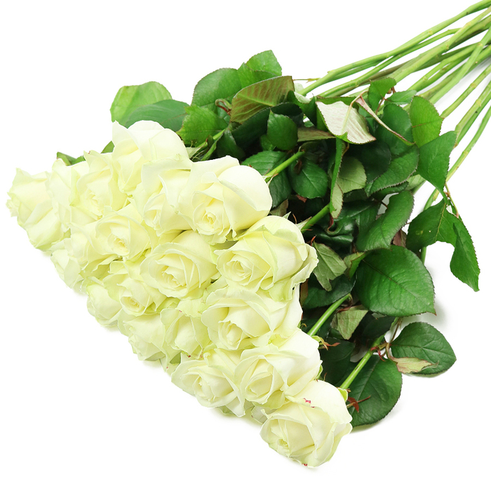 A lavish bouquet of white roses is styled diagonally across a pure white background, captured with the clarity and care of a professional product photograph that you might expect from an experienced Stanmore florist. The main body of the arrangement fills the lower left portion of the frame, where roughly two dozen rose heads sit close together, overlapping like soft, ruffled silk. The petals are smooth and velvety, curled into classic, layered rosettes with spiral centres that remain mostly tight, giving the impression of flowers at their freshest. Their colour is a refined creamy white, with subtle ivory tones glowing at the core of each bloom and occasional hints of pale green visible where petals meet the calyx. These gentle undertones suggest roses recently prepared, ready to be wrapped for delivery to homes around Stanmore Hill, Canons Park, or Stanmore Broadway. From this dense cluster of blossoms, the long stems extend in a graceful fan towards the upper right. They are straight, sturdy, and richly green, with a few delicate thorns left intact, underscoring their natural origin. Along the stems, clusters of dark green leaves unfurl, some displaying a glossy surface that catches the light, others showing a slightly matte finish or a faint reddish cast along the veins and edges. The bright, evenly distributed lighting eliminates distracting shadows, making every curve of petal and serrated leaf margin clearly visible against the stark background. Without any vase or additional decorations, the composition highlights the inherent elegance of white roses themselves-evoking purity, reverence, and new beginnings, whether imagined as a bridal bouquet for a local ceremony, a thoughtful anniversary surprise, or a gentle condolence gift delivered after a service near Stanmore or Harrow Weald.