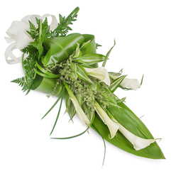 This elongated, hand-tied cascade of creamy white Calla lilies and layered green foliage reads like a quiet poem in botanical form, artfully set against a pristine white backdrop and swept diagonally from the top-left to the bottom-right. The lilies - Zantedeschia with their satin-smooth trumpets - are arranged to lead the eye downward, some unfurling in full elegance and others still cupped in a tender bud, each petal reflecting a soft, matte light that suggests freshness and restraint. The structural base is built from broad, deep emerald tropical leaves, folded and wrapped to create volume, while feathery fern fronds and delicate, pale-green herbaceous sprigs soften transitions and infuse the design with an earthy, almost woodland scent. Variegated leaves with white stripes thread through the centre, offering lively contrast and a sense of airiness, and a few long, grass-like blades provide graceful motion at the edges. A textured off-white linen bow anchors the upper-left, its natural fibres adding warmth without distracting from the bouquet's minimalist palette. As a local florist familiar with Stanmore Hill and the community around Stanmore Broadway, I picture this piece delivered with quiet care for a remembrance service or as a refined bridal complement; Flower Delivery Stanmore would prepare it to balance dignity and contemporary style. The composition is understated yet assured - clean lines, varied textures, and serene tones combine to make a soothing, elegant statement suitable for moments of solace or quietly beautiful celebrations.