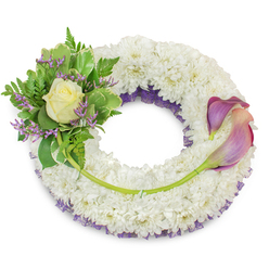 A carefully crafted circular funeral wreath, described in the calm voice of a local Stanmore florist at Flower Delivery Stanmore, photographed on a simple white background so every floral nuance is visible. The foundation is a dense carpet of pristine white chrysanthemums whose tiny, tightly clustered florets create a soft, cloud-like texture that conveys dignity and quiet comfort. Nestled just beneath the surface along the inner ring, a layer of deep purple netting or ruffled lace peeks through, adding a discreet ribbon of colour and visual depth. At the top-left, a compact, lush cluster serves as a focal point: a single creamy rose - pale yellow at its heart - unfurls amid an assortment of verdant foliage, including larger variegated leaves with pale edges and wispy fern fronds that provide gentle movement. Tiny sprigs of lavender-hued statice punctuate the greenery, offering delicate contrast and a subtle textural note. On the right side of the wreath, two elegant calla lilies sweep across the design, their sculptural trumpets revealing a stunning ombre from deep purple at the tips to a soft peachy-blush nearer the bases; their vivid green stems are woven into the chrysanthemum base and curve along the lower right arc. A single longer green stem, originating from the left cluster, crosses the lower section and is discreetly secured toward the calla lilies, visually linking both sides. Ideal for memorial services or as a sympathy tribute for families in Stanmore and nearby Canons Park or Belmont, this arrangement balances classic white with serene purples and fresh greens to express respect, solace, and enduring remembrance.
