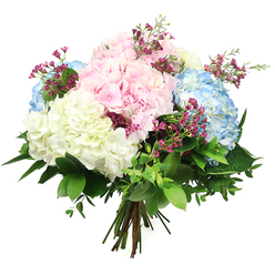 This image features a softly coloured hydrangea bouquet set against a clean white background, the kind of graceful arrangement that would sit beautifully in a Stanmore living room overlooking leafy suburban streets. Large, rounded hydrangea heads dominate the design, each composed of tightly clustered, velvety petals that form thick, cushion-like mounds. Shades of blush pink bring a tender, romantic feeling, sky blue blooms add a cool, restful tone, and creamy white hydrangeas infuse the bouquet with brightness and a sense of calm, much like the peaceful atmosphere near Bentley Priory Nature Reserve. Between these lush pastel spheres, you can see slender stems of small magenta or fuchsia filler flowers, reminiscent of waxflower, their tiny, star-shaped petals creating lively specks of deeper colour and a slightly whimsical, garden-fresh character. The bouquet is framed by an abundance of greenery: broad, deep green hydrangea leaves and softer, smaller leaves interlace to form a verdant base and outer ring, giving the arrangement fullness and natural movement. The stems are gathered closely at the bottom and tied securely, revealing a hand-tied structure that suggests it is ready for a vase on a Stanmore Hill dining table or to be delivered as a thoughtful surprise across HA7. The lighting is bright yet soft, ensuring each petal, leaf vein, and subtle colour variation is clearly visible. Overall, the bouquet conveys a sense of gentle celebration and thoughtful care, ideal for birthdays, get-well wishes, or simply brightening someone's day with fresh, beautifully arranged flowers.