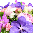 In this image, a luxurious bouquet in pink and purple tones is set against a bright white background, giving the flowers a luminous, almost floating appearance. Central to the design are several large Vanda orchids, their petals a vivid blend of lavender and deep purple, laced with intricate netted veining that creates an immediate impression of depth and opulence. Around them, round-headed peonies in soft blush and ballet-pink tones open into generous layers of ruffled petals, adding fullness and a dreamy softness that feels reminiscent of early summer gardens around Stanmore. Nestled among these are clusters of pink roses, presented at different stages from closed bud to fully open bloom, lending the bouquet a sense of gentle movement and timeless romance. Bright white pom-pom chrysanthemums, or similar fine-petalled button flowers, are sprinkled through the pinks and purples, their crisp white colour catching the light and providing lively contrast. The composition is encircled by lush green foliage, some leaves smooth and glossy, others with lighter, variegated edges, introducing depth and a just-picked freshness that suggests expert local floristry. The flowers are densely packed into a rounded, generously proportioned shape that speaks of celebration and abundance, ideal for anniversaries, engagements or a thoughtful gift delivered across Stanmore. The lighting is clean and even, revealing every delicate texture-from the velvety orchids to the silky rose petals-inviting you to imagine the gentle sweetness of their combined fragrance. Overall, the bouquet radiates sophisticated warmth and tenderness, perfectly suited to moments when you want to send beauty and heartfelt emotion in one elegant gesture.