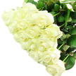 An opulent gathering of white roses fills the scene, the bouquet so full that it appears like a single, rounded cushion of petals. Each individual rose is meticulously formed, its petals unfolding from a tight central swirl into broader, velvety layers at the outer edge. The colour is a rich, creamy white with touches of ivory, brought to life by bright, even lighting that highlights every smooth curve and soft shadow. The overall effect is one of quiet luxury, reminiscent of a calm afternoon walk through Stanmore Country Park, where light falls gently across the landscape. Between the blooms, you catch glimpses of deep green leaves and sturdy stems, slightly blurred, giving the impression of a freshly prepared, hand-tied bouquet. Some roses remain partially closed, carrying a sense of anticipation, while others are fully open, confidently revealing their intricate centres. No vase or ribbon is visible, keeping the focus entirely on the purity and abundance of the flowers themselves. You can almost sense a soft, creamy fragrance, the kind that would subtly fill a living room in a home off Marsh Lane or accompany an intimate family gathering in Stanmore. The bouquet feels versatile yet deeply meaningful-equally suited as a bridal bouquet, an anniversary surprise, or a respectful sympathy arrangement delivered across the local area. Every bloom seems deliberately placed, as though a skilled florist has rotated each stem until the bouquet reads as one harmonious expression of love, serenity, and enduring grace in the heart of Stanmore.